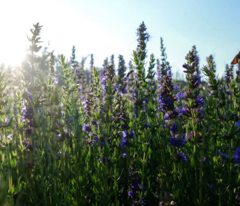 Bylinky u Žufánků